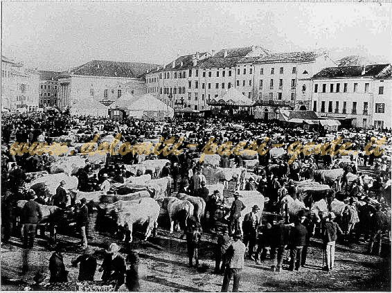 F81 Fiera di San Martino con mercato di Bovini in Campedel, Belluno 11 novembre 1906 (forse)